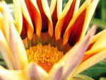 Coastal Gazania